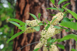 Summersweet Branch