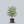 Load image into Gallery viewer, Summer Fun Dogwood
