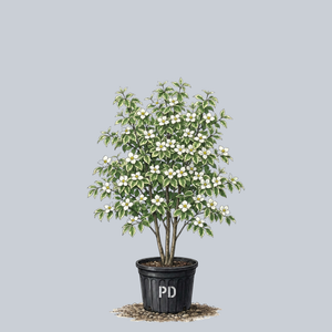 Summer Fun Dogwood