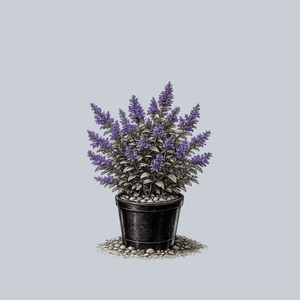 Summer Magic Catmint