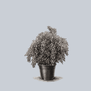 Summer Wine Ninebark