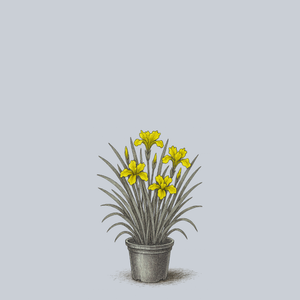 Sunfisher Siberian Iris