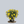 Load image into Gallery viewer, Sunglow Texas Primrose
