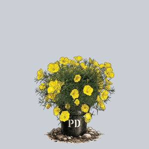 Sunglow Texas Primrose