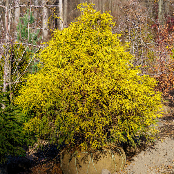 Sungold Thread-Branch Cypress - Cypress - Conifers