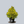 Load image into Gallery viewer, Sungold Threadleaf Cypress

