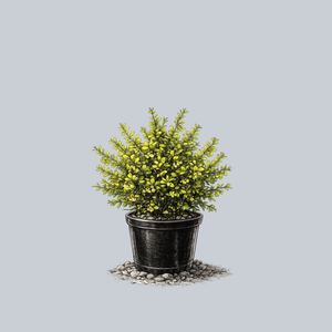 Sunjoy Citrus Barberry