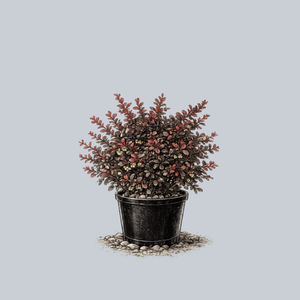 Sunjoy Mini Maroon Barberry