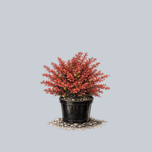 Sunjoy Neo Barberry