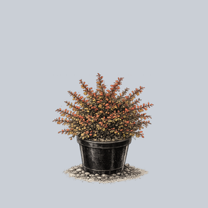 Sunjoy Tangelo Barberry