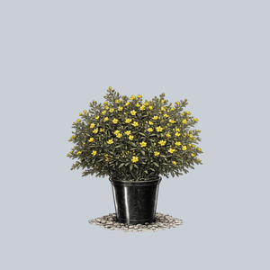 Sunny Boulevard St. John's Wort