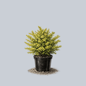 Sunsation Barberry