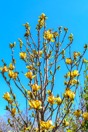 Sunsation Magnolia - Magnolia - Flowering Trees