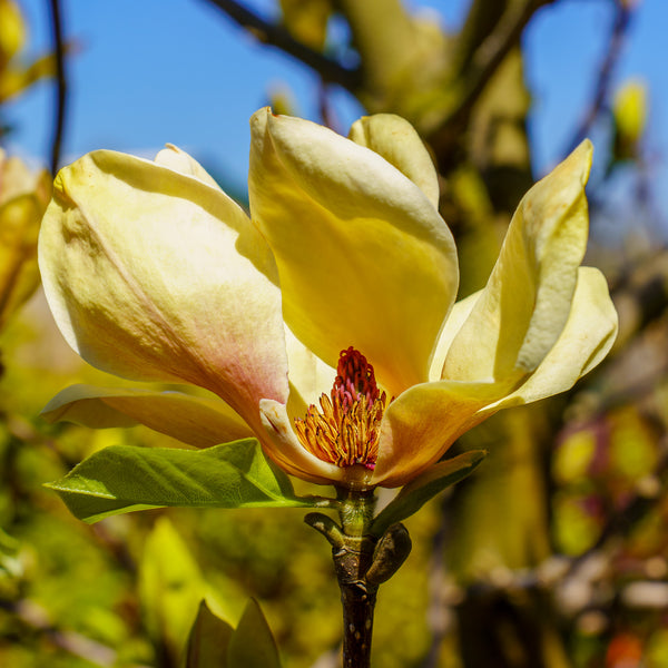 Sunsation Magnolia - Magnolia - Flowering Trees