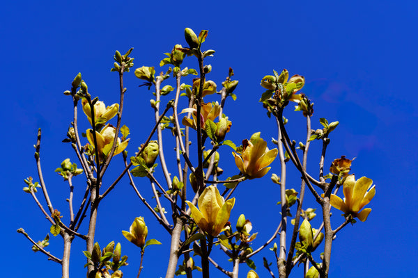 Sunsation Magnolia - Magnolia - Flowering Trees