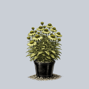 SunSeekers Apple Green Coneflower