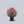 Load image into Gallery viewer, Sunset Coral Tall Garden Phlox
