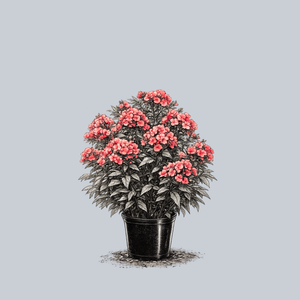 Sunset Coral Tall Garden Phlox