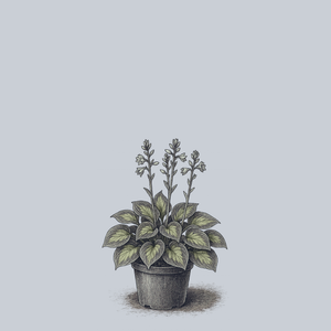 Sunset Grooves Hosta