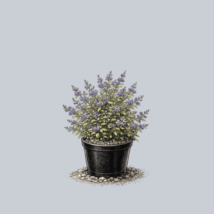 Sunshine Blue Bluebeard