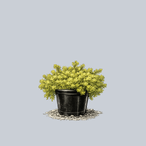 SunSparkler Angelina's Teacup Stonecrop