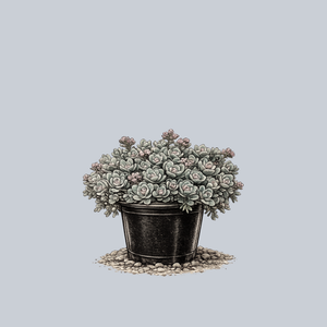 SunSparkler Blue Elf Stonecrop