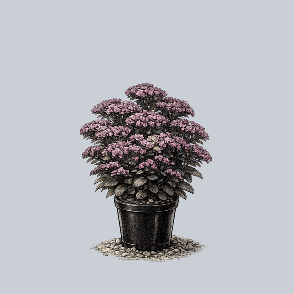 SunSparkler Blue Pearl Stonecrop