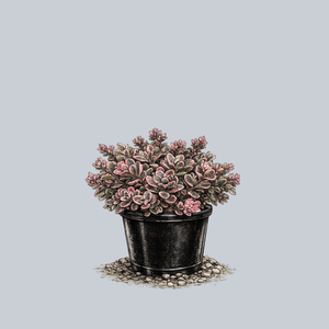 SunSparkler Dream Dazzler Stonecrop