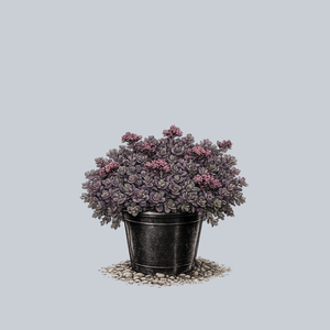 SunSparkler Dazzleberry Stonecrop