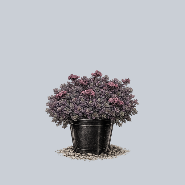 SunSparkler Dazzleberry Stonecrop