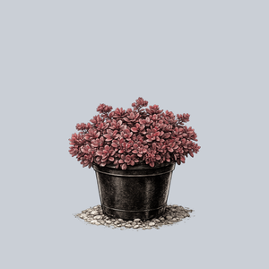 SunSparkler Firecracker Stonecrop