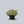 Load image into Gallery viewer, SunSparkler Lime Zinger Stonecrop
