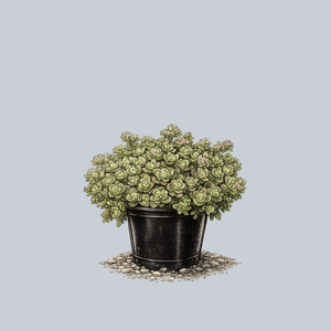 SunSparkler Lime Zinger Stonecrop