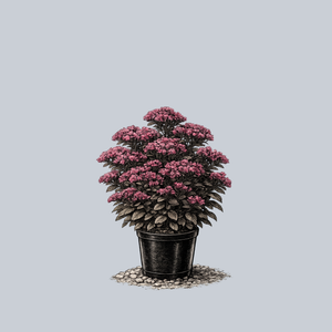 SunSparkler Plum Dazzled Stonecrop