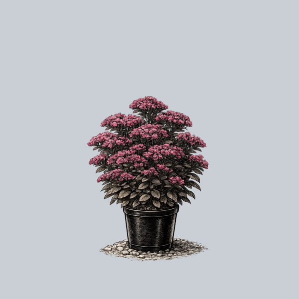 SunSparkler Plum Dazzled Stonecrop