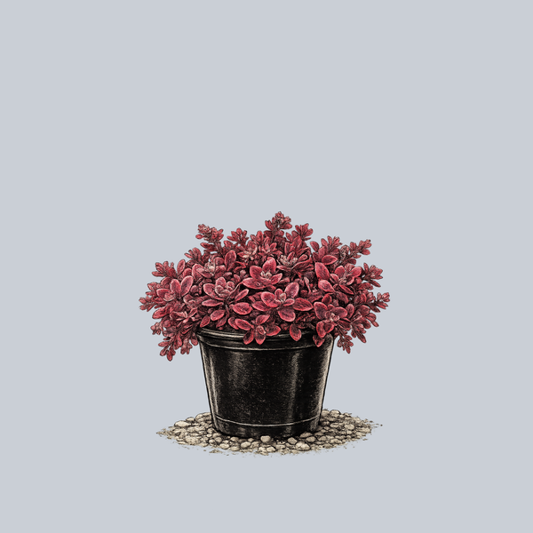 SunSparkler Wildfire Stonecrop