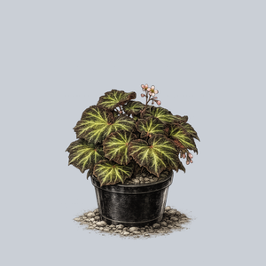 Sun Changing Begonia