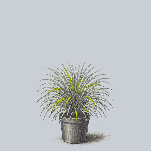 Sun Flare Japanese Forest Grass