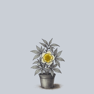 Sun Flare Lenten Rose