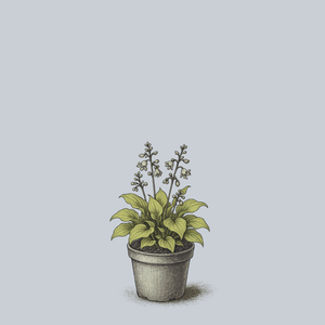 Sun Mouse Hosta
