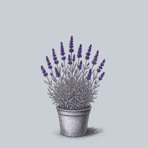 Superblue English Lavender