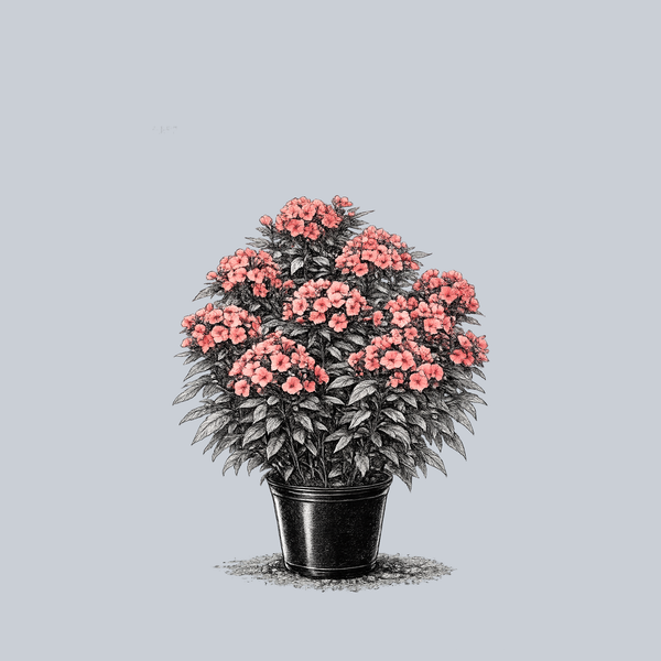 Super Ka-Pow Coral Tall Garden Phlox