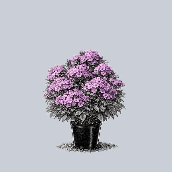 Super Ka-Pow Lavender Tall Garden Phlox