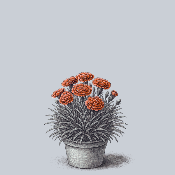 Super Trouper Orange Dianthus