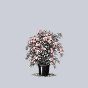 Super Dorothy Climbing Rose