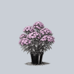 Super Ka-Pow Pink Tall Garden Phlox