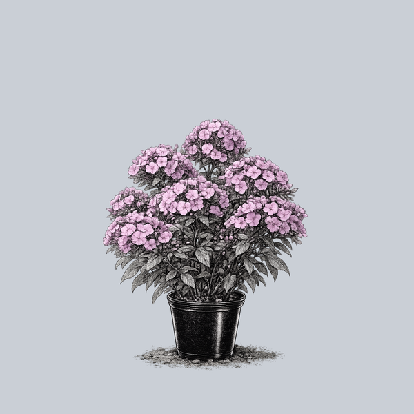 Super Ka-Pow Pink Tall Garden Phlox