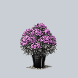 Super Ka-Pow Purple Tall Garden Phlox