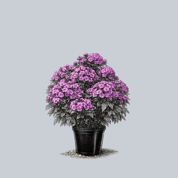 Super Ka-Pow Purple Tall Garden Phlox