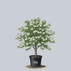 Super Princess Dogwood